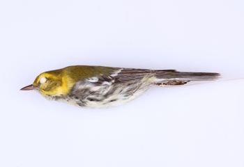 Media type: image;   Ornithology 294570 Description: Dendroica virens;  Aspect: lateral